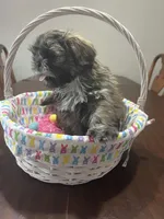 Lilly, a female Shih Tzu for sale in Hannibal, MO – Photo 2 of 10