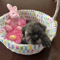 Lilly, a female Shih Tzu for sale in Hannibal, MO – Photo 6 of 10