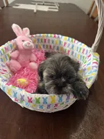 Lilly, a female Shih Tzu for sale in Hannibal, MO – Photo 2 of 7