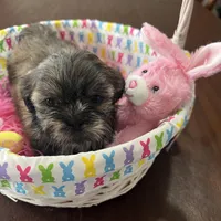 Lilly, a female Shih Tzu for sale in Hannibal, MO – Photo 7 of 10
