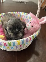 Lilly, a female Shih Tzu for sale in Hannibal, MO – Photo 3 of 7