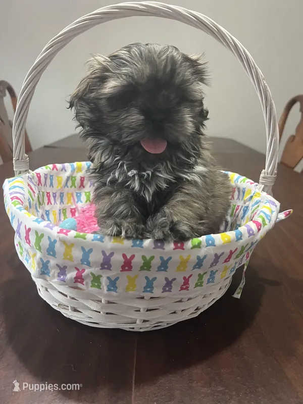 Lilly – Shih Tzu puppy for sale in Hannibal, MO