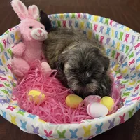 Lilly, a female Shih Tzu for sale in Hannibal, MO – Photo 10 of 10