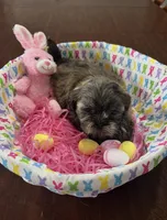 Lilly, a female Shih Tzu for sale in Hannibal, MO – Photo 7 of 7