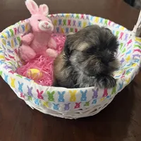 Lilly, a female Shih Tzu for sale in Hannibal, MO – Photo 4 of 10