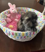 Lilly, a female Shih Tzu for sale in Hannibal, MO – Photo 6 of 7