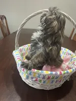 Lilly, a female Shih Tzu for sale in Hannibal, MO – Photo 3 of 10