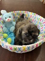 Bear, a male Shih Tzu for sale in Hannibal, MO – Photo 5 of 7