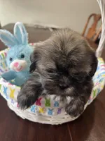 Bear, a male Shih Tzu for sale in Hannibal, MO – Photo 3 of 7