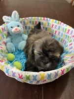 Bear, a male Shih Tzu for sale in Hannibal, MO – Photo 4 of 7