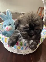 Bear, a male Shih Tzu for sale in Hannibal, MO – Photo 6 of 7