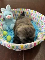 Bear, a male Shih Tzu for sale in Hannibal, MO – Photo 2 of 7