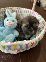 Bear, a male Shih Tzu for sale in Hannibal, MO – Photo 1 of 7