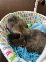 Bear, a male Shih Tzu for sale in Hannibal, MO – Photo 7 of 7