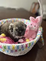 Daisy, a female Shih Tzu for sale in Hannibal, MO – Photo 6 of 7