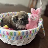 Honey, a female Shih Tzu for sale in Hannibal, MO – Photo 5 of 7