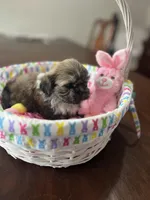 Daisy, a female Shih Tzu for sale in Hannibal, MO – Photo 5 of 7