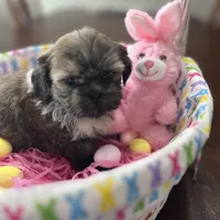 Honey, a female Shih Tzu for sale in Hannibal, MO – Photo 4 of 7