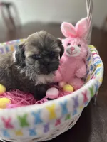 Daisy, a female Shih Tzu for sale in Hannibal, MO – Photo 4 of 7