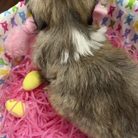 Honey, a female Shih Tzu for sale in Hannibal, MO – Photo 7 of 7