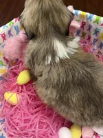 Daisy, a female Shih Tzu for sale in Hannibal, MO – Photo 7 of 7