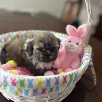 Honey, a female Shih Tzu for sale in Hannibal, MO – Photo 3 of 7