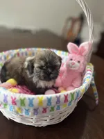 Daisy, a female Shih Tzu for sale in Hannibal, MO – Photo 3 of 7