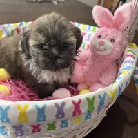 Honey, a female Shih Tzu for sale in Hannibal, MO – Photo 1 of 7