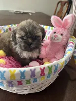 Daisy, a female Shih Tzu for sale in Hannibal, MO – Photo 1 of 7