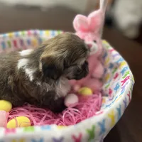 Honey, a female Shih Tzu for sale in Hannibal, MO – Photo 2 of 7
