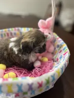 Daisy, a female Shih Tzu for sale in Hannibal, MO – Photo 2 of 7