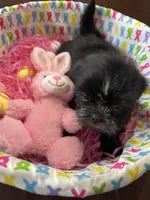 Candy, a female Shih Tzu for sale in Hannibal, MO – Photo 9 of 10