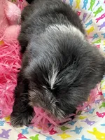 Candy, a female Shih Tzu for sale in Hannibal, MO – Photo 5 of 10