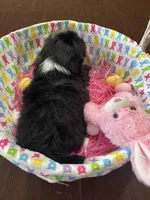 Candy, a female Shih Tzu for sale in Hannibal, MO – Photo 10 of 10