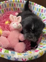 Candy, a female Shih Tzu for sale in Hannibal, MO – Photo 2 of 10