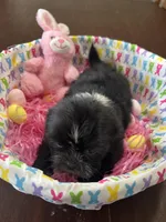 Candy, a female Shih Tzu for sale in Hannibal, MO – Photo 7 of 10