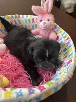 Candy, a female Shih Tzu for sale in Hannibal, MO – Photo 3 of 10
