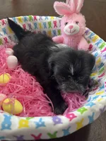 Candy, a female Shih Tzu for sale in Hannibal, MO – Photo 4 of 10