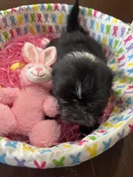 Candy, a female Shih Tzu for sale in Hannibal, MO – Photo 1 of 10