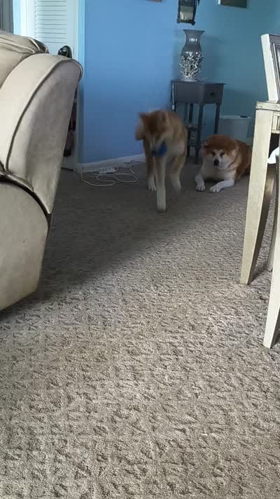 Florida FL, a female Japanese Akita for sale in Daytona Beach, FL – 4 of 6
