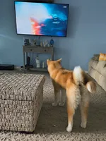 Florida FL, a female Japanese Akita for sale in Daytona Beach, FL – 3 of 6