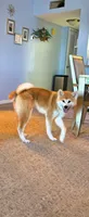 FL Champion bloodlines, a female Japanese Akita for sale in Daytona Beach, FL – 2 of 7