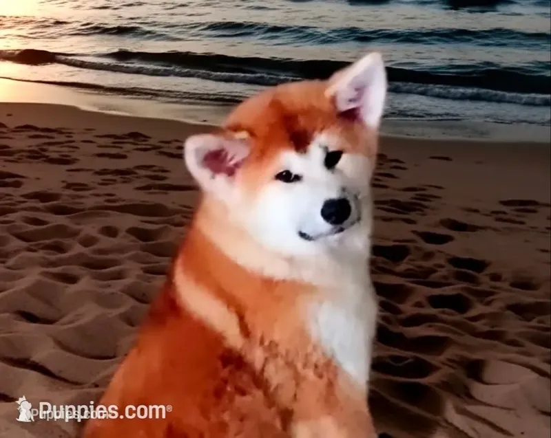 Florida FL – Japanese Akita puppy for sale in Daytona Beach, FL