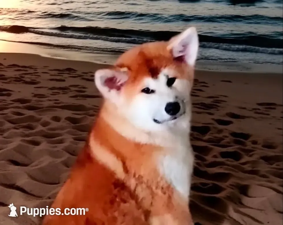 Florida FL, a female Japanese Akita for sale in Daytona Beach, FL – 1 of 6