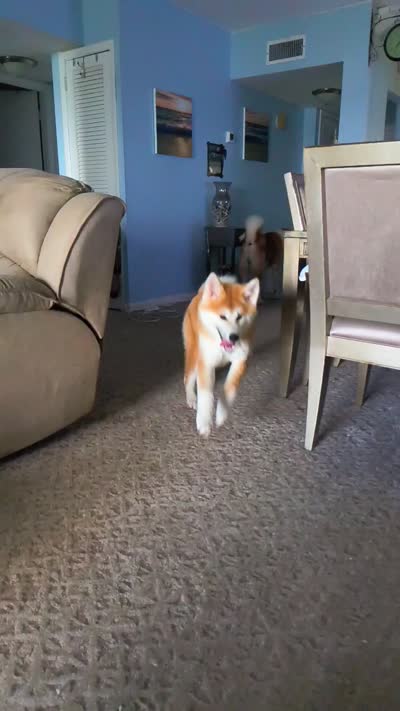 Florida FL, a female Japanese Akita for sale in Daytona Beach, FL – 2 of 6