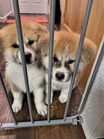 processed/c956620d-a031-4347-ab00-1d1334a4a6db/listing/b0010f64-145c-4fc4-9fce-2ec8c40aa41b/037318e9-5243-44e0-a671-365b97076a78