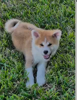 processed/c956620d-a031-4347-ab00-1d1334a4a6db/listing/b0010f64-145c-4fc4-9fce-2ec8c40aa41b/0851398c-4d40-49d9-85e6-ca6d26f559e9