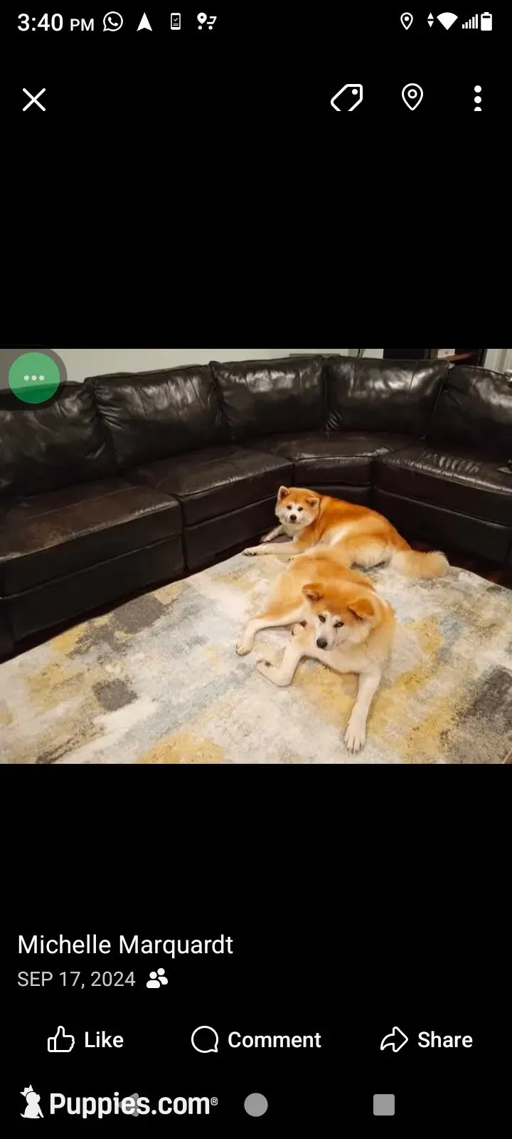 Florida FL, a female Japanese Akita for sale in Daytona Beach, FL – 5 of 6