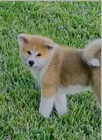 processed/c956620d-a031-4347-ab00-1d1334a4a6db/listing/b0010f64-145c-4fc4-9fce-2ec8c40aa41b/b0b12204-64c5-4a12-bbc4-b9495e4f8e53