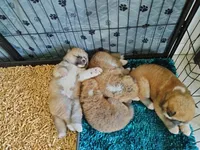 processed/c956620d-a031-4347-ab00-1d1334a4a6db/listing/b0010f64-145c-4fc4-9fce-2ec8c40aa41b/f5f54595-1658-4f6f-9fae-88af835c0fa9